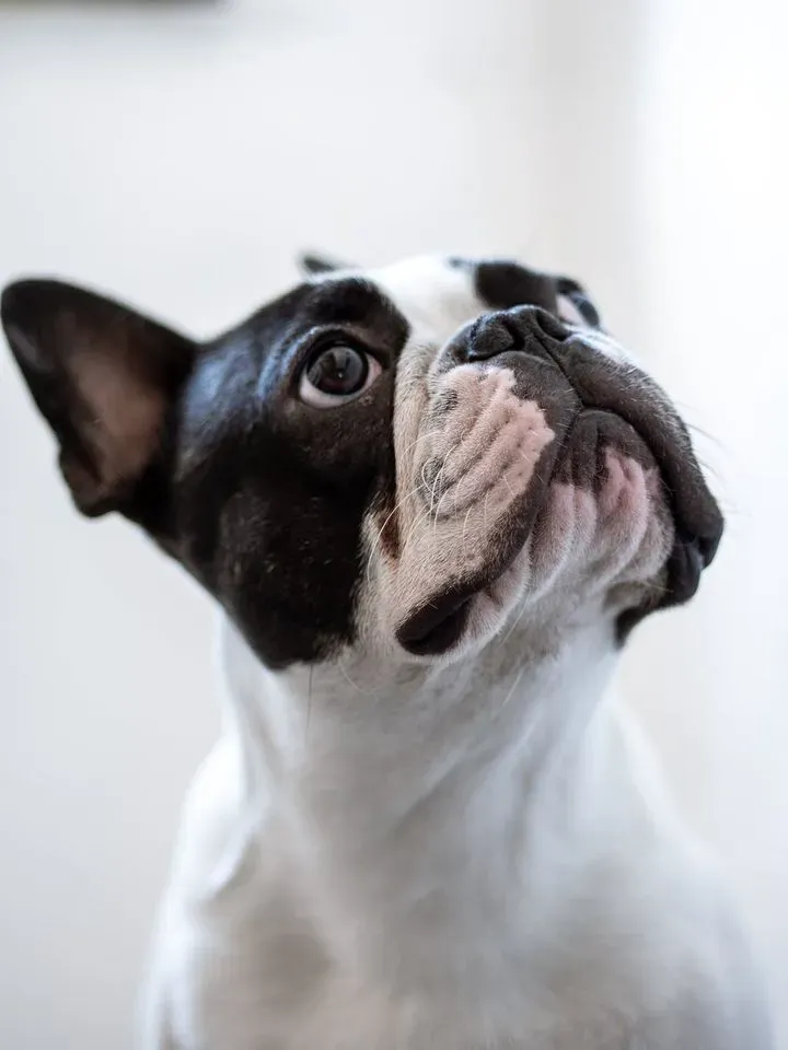 5 Best Shampoo French Bulldog Recommended By Vets