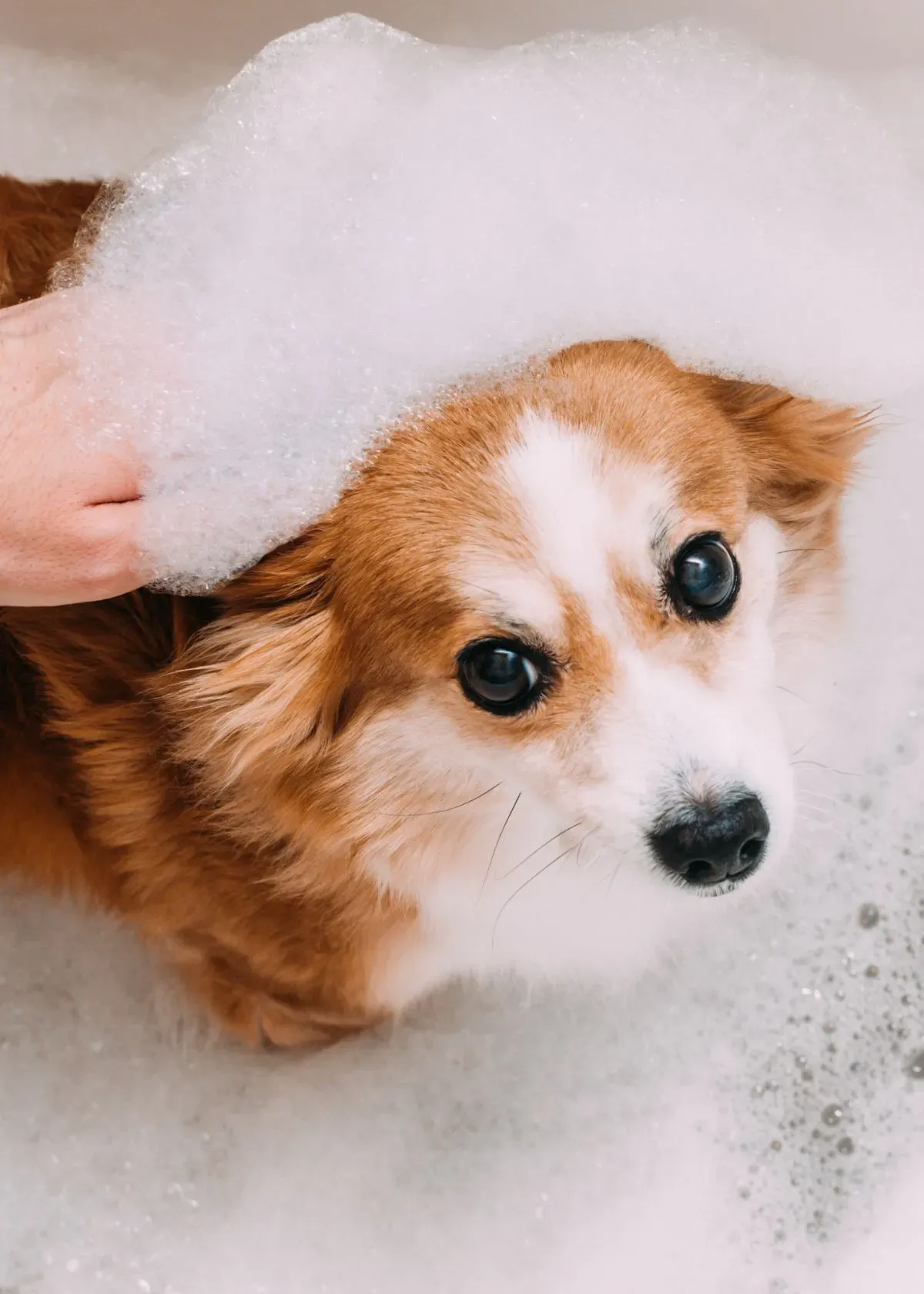 Essential Guide to Dog Shampoos: Choosing the right one for Your Pet