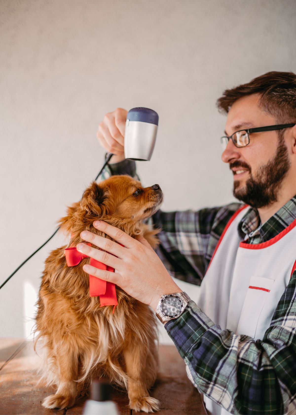 7 Best Dog Hair Dryer On The Market: Buyer's Guide